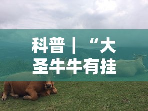 科普｜“大圣牛牛有挂吗	”开挂方法